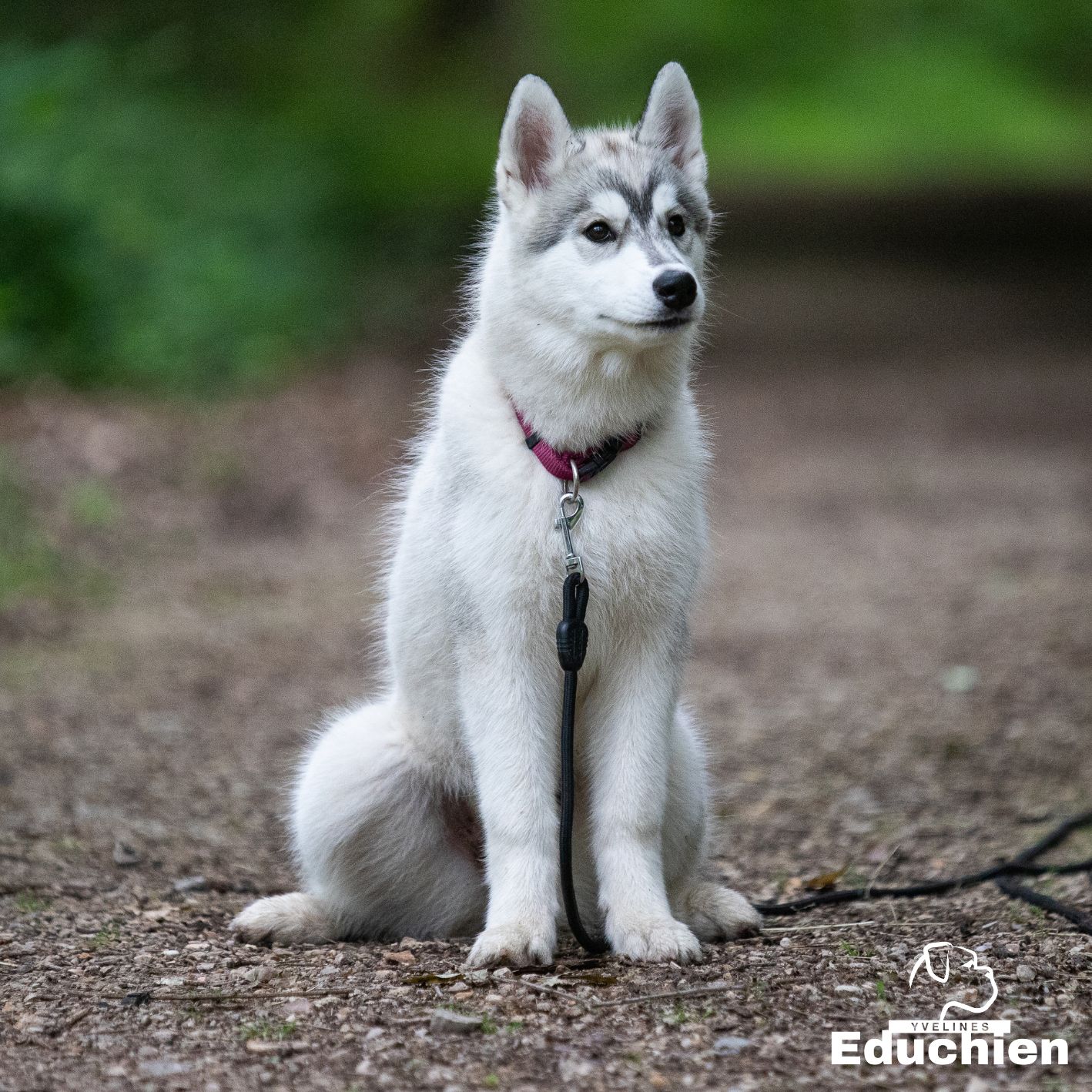 Prestations individuelles EDUCHIEN